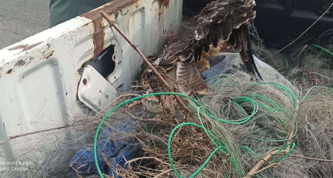 برخورد قاطعانه محیط زیست لاهیجان با شکارچیان و دامگستران؛ ۹ دام هوایی جمعآوری و ۲ قبضه اسلحه ضبط شد