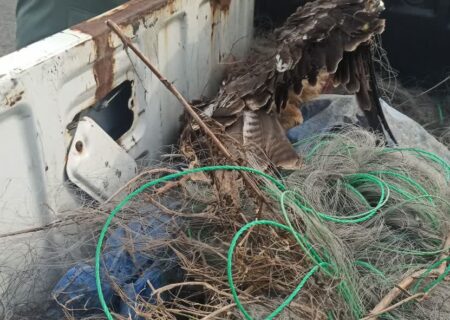 برخورد قاطعانه محیط زیست لاهیجان با شکارچیان و دام‌گستران؛ ۹ دام هوایی جمع‌آوری و ۲ قبضه اسلحه ضبط شد