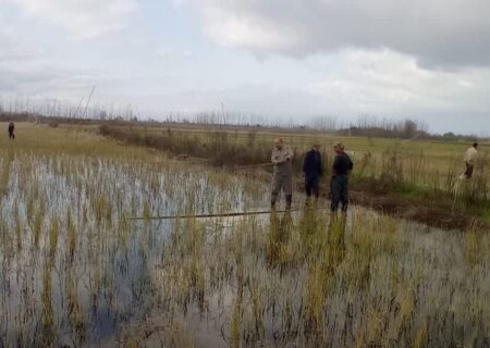 دام‌های هوایی جمع آوری می‌شوند؛ ممنوعیت هر گونه شکار پرندگان وحشی در زیستگاه‌های گیلان