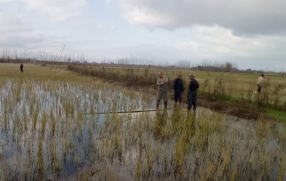 دامهای هوایی جمع آوری میشوند؛ ممنوعیت هر گونه شکار پرندگان وحشی در زیستگاههای گیلان