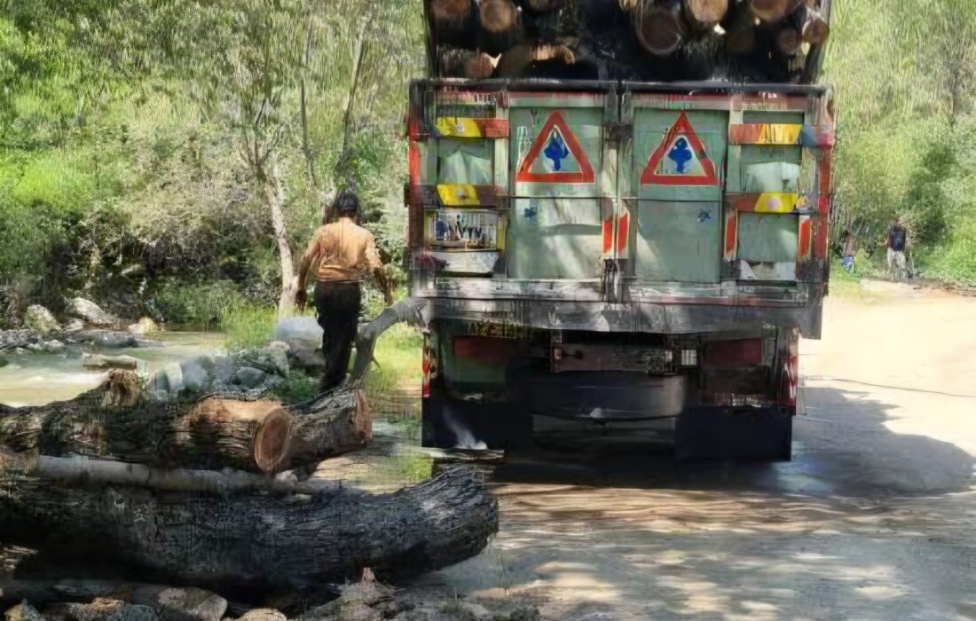 توقیف ۲۷ تن چوب قاچاق در سیاهکل