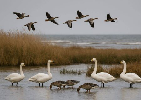 ورود نخستین گروه قوها و غازهای مهاجر به پارک ملی بوجاق / آغاز فصل زمستان‌گذرانی پرندگان در تالاب‌های گیلان