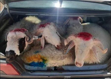 توقیف پراید حامل ۴ راس گوسفند زنده فاقد مجوز در سیاهکل