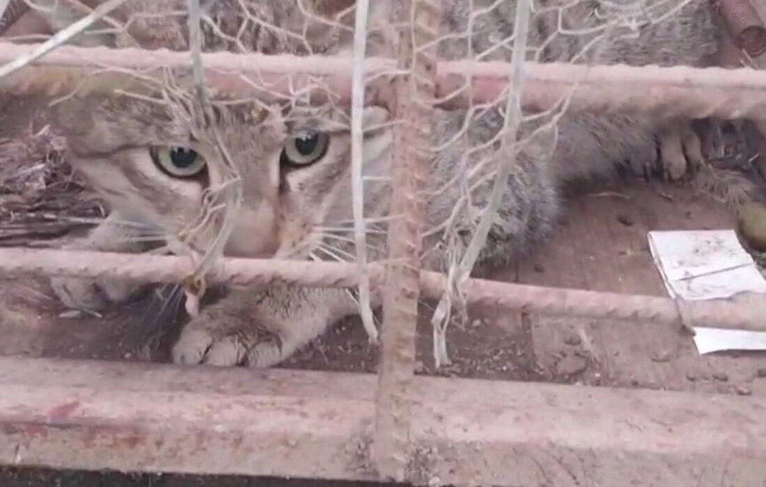 رهاسازی یک قلاده گربه جنگلی در شفت + فیلم