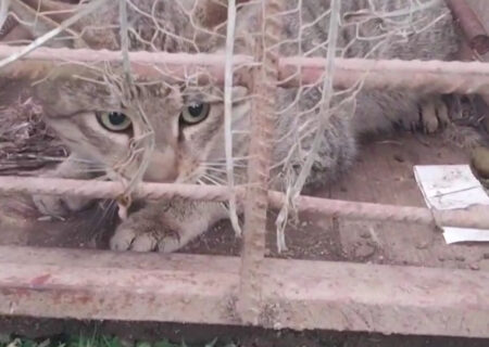 رهاسازی یک قلاده گربه جنگلی در شفت + فیلم