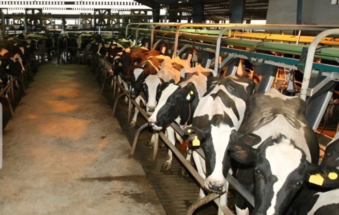 بیش از ۹۵۵ هزار نوبت‌سر دام در گیلان علیه تب برفکی واکسینه شدند