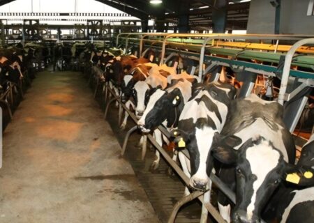 بیش از ۹۵۵ هزار نوبت‌سر دام در گیلان علیه تب برفکی واکسینه شدند