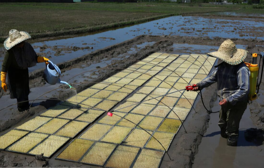 اجرای عملیات بوجاری ۶۵ درصد بذور ارقام برنج در گیلان