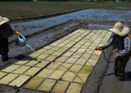 اجرای عملیات بوجاری ۶۵ درصد بذور ارقام برنج در گیلان