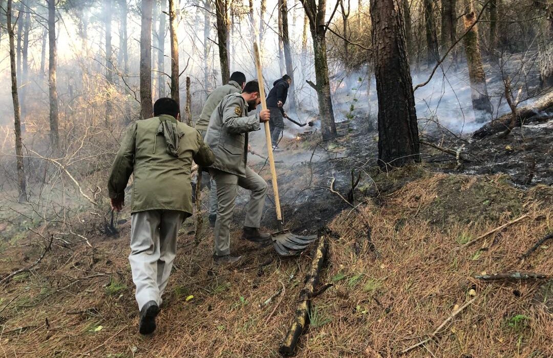 حدود ۷۵۰۰ متر مربع از پوشش جنگلی دست‌کاشت کاج در تالش طعمه حریق شد