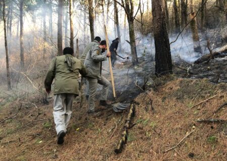 حدود ۷۵۰۰ متر مربع از پوشش جنگلی دست‌کاشت کاج در تالش طعمه حریق شد