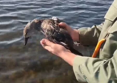 پهنه‌های آبی پارک ملی بوجاق از تله‌های غیرمجاز پرندگان پاکسازی شد/جمع‌آوری ۴۸ تله و رهاسازی مرغابی ارده‌ای