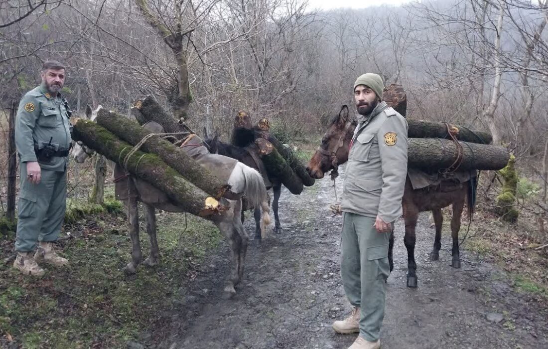قاچاقیان چوب در قلب جنگل‌های حفاظت‌شده تالش متوقف شدند / دستگیری متخلفان با ۳ راس اسب و قاطر