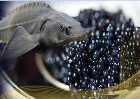 رشد ۲۱ درصدی صادرات خاویار از گیلان