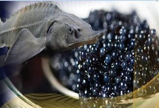 رشد ۲۱ درصدی صادرات خاویار از گیلان