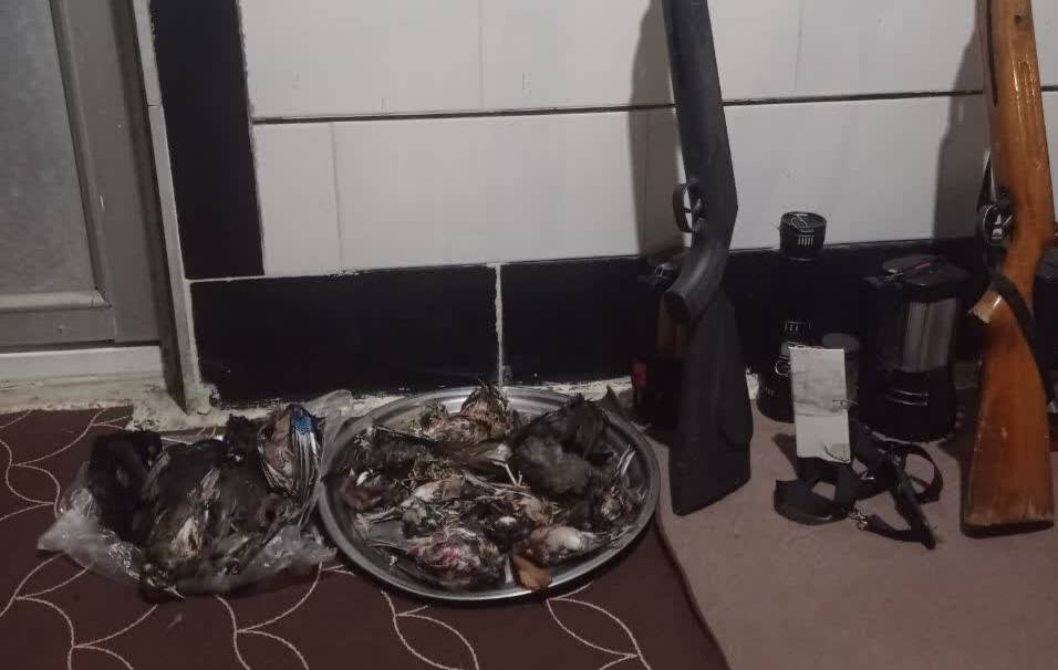 کشف ۲۷ قطعه توکا و گنجشک شکارشده در ماسال