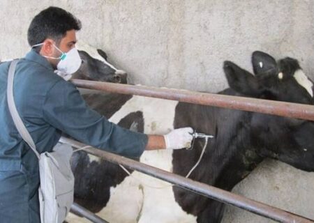 آغاز نوبت دوم واکسیناسیون دام‌های سبک و سنگین علیه بیماری تب برفکی در گیلان