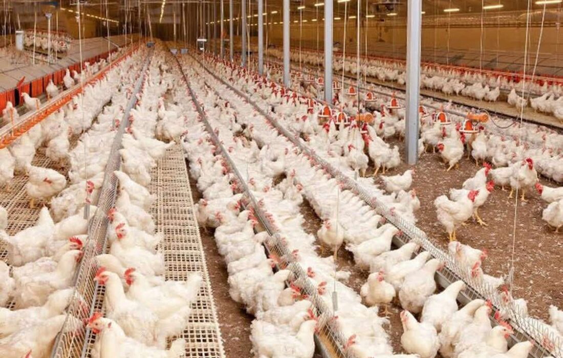 آغاز تولید قراردادی مرغ در گیلان