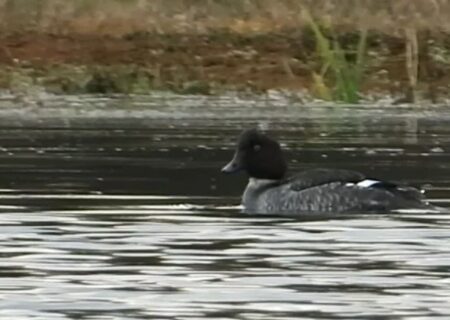 مشاهده پرنده کمیاب «اردک چشم طلایی» در تالاب جوکندان تالش + فیلم