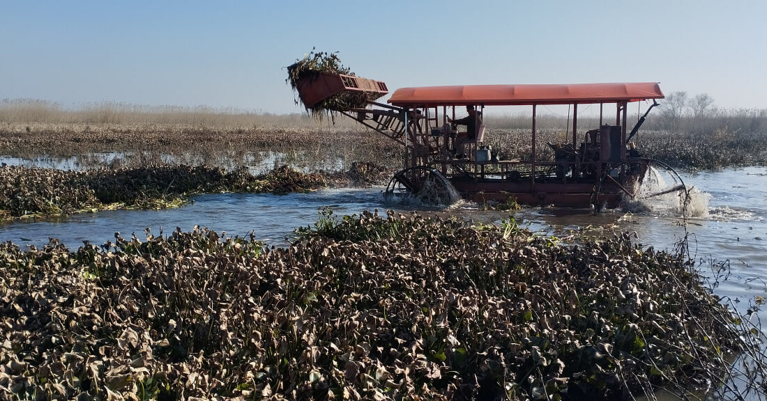 پاکسازی گیاه مهاجم سنبل آبی در بیش از ۲۰هکتار از تالاب بین المللی انزلی