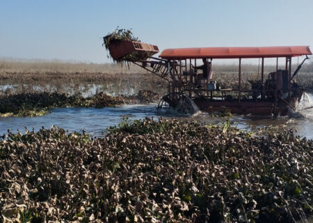 پاکسازی گیاه مهاجم سنبل آبی در بیش از ۲۰هکتار از تالاب بین المللی انزلی