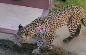 زنده‌گیری ایمن پلنگ ایرانی در حیاط منزل روستایی در ماسال + فیلم