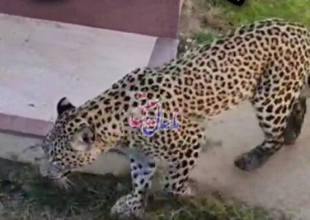 زنده‌گیری ایمن پلنگ ایرانی در حیاط منزل روستایی در ماسال + فیلم
