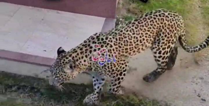 زنده‌گیری ایمن پلنگ ایرانی در حیاط منزل روستایی در ماسال + فیلم