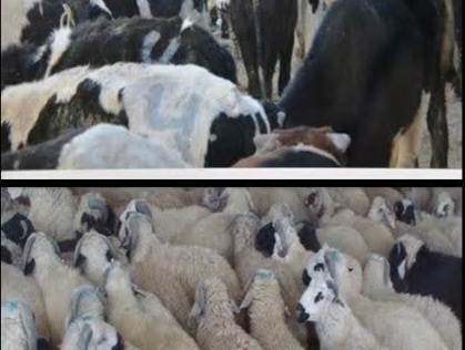 کشف بیش از ۳۰ میلیاردی احشام و طیور فاقدمجوز در تالش