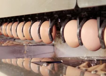 راه اندازی نخستین واحد بسته بندی مکانیزه تخم مرغ در گیلان