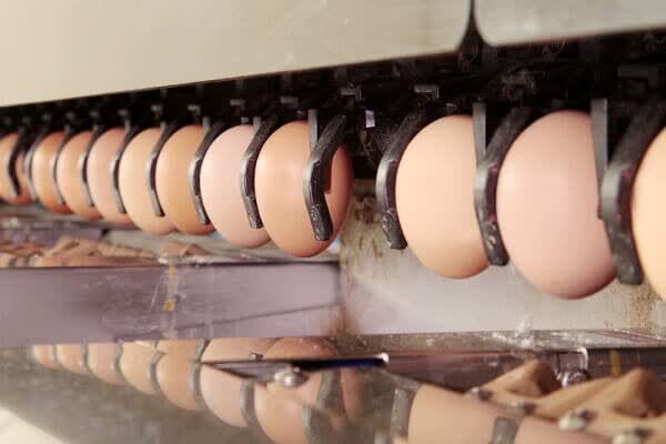 راه اندازی نخستین واحد بسته بندی مکانیزه تخم مرغ در گیلان