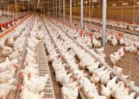 رشد ۱۷ درصدی جوجه‌ ریزی در واحدهای نیمچه گوشتی گیلان