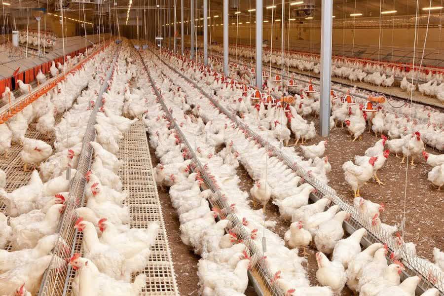 رشد ۱۷ درصدی جوجه‌ ریزی در واحدهای نیمچه گوشتی گیلان