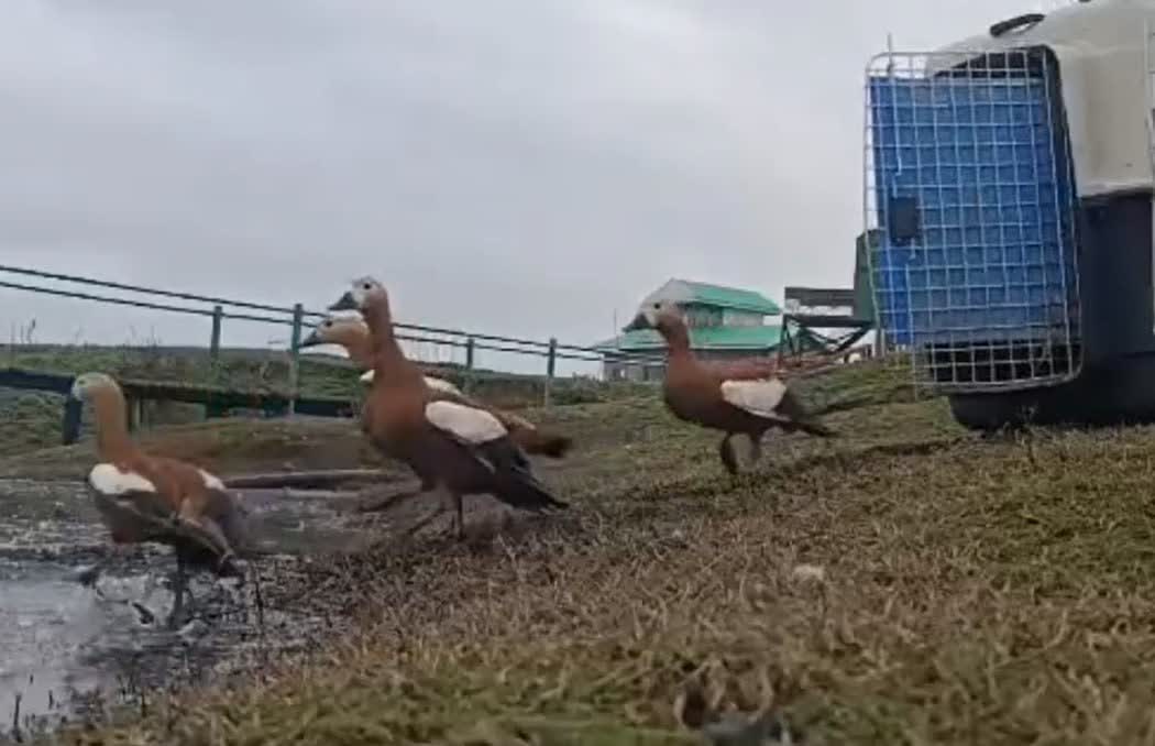 نجات ۲۳ پرنده قاچاق در تهران و رهاسازی در زیستگاه طبیعی سلکه