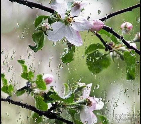 پیش بینی بارشهای بیشتر از حد نرمال طی ماههای آینده در گیلان