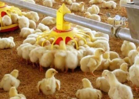 افزایش جوجه ریزی در گیلان؛ مرغ به اندازه کافی تولید می شود