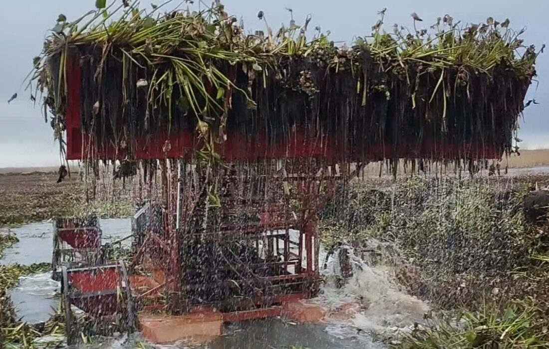 پاکسازی گیاه سنبل آبی در بیش از ۱۸ هکتار از پهنه آبی تالاب بین‌المللی انزلی