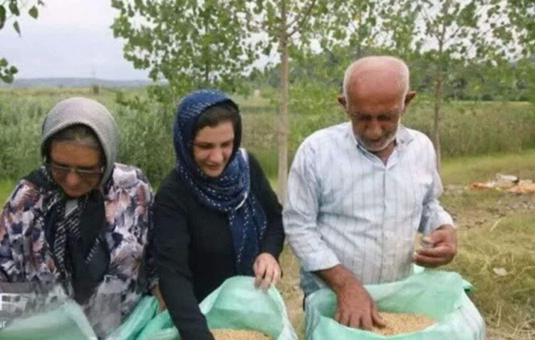 کاهش تغییر کاربری اراضی کشاورزی گیلان با واقعی تر شدن قیمت برنج