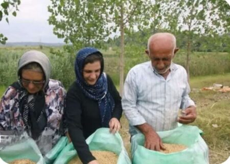 کاهش تغییر کاربری اراضی کشاورزی گیلان با واقعی تر شدن قیمت برنج
