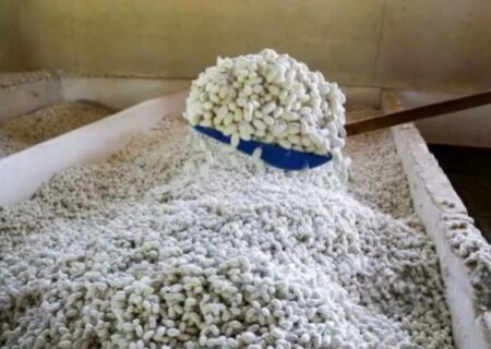 زیرساخت‌های نوغانداری در کشور احیاء می‌شود