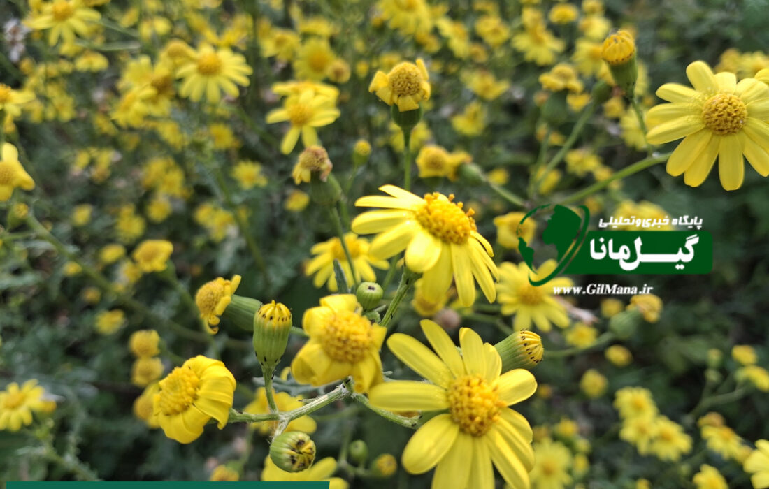 📸| طبیعت زیبای بهاری در رشت