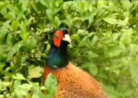 آغاز سرشماری بهاره قرقاول در زیستگاه‌های شهرستان املش + فیلم