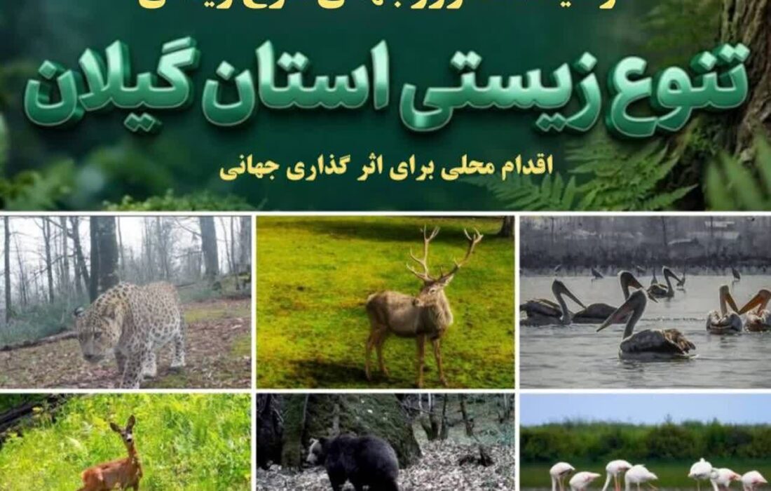 اقدام محلی، اثرگذاری جهانی؛ گیلان گنجینه‌ای از تنوع زیستی ایران + فیلم