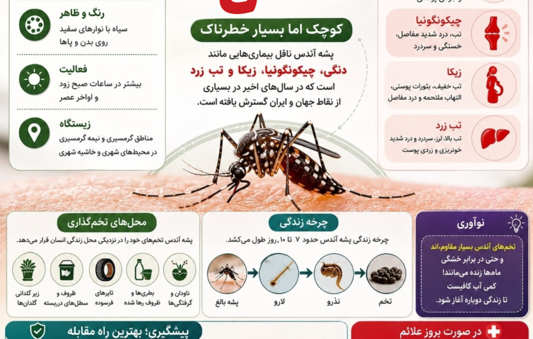اینفوگرافیک | پشه آئدس؛ کوچک اما خطرناک