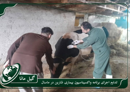 تداوم اجرای برنامه واکسیناسیون بیماری شاربن در ماسال / بالغ بر ۱۲ هزار رأس دام از ابتدای سال جاری مایه‌کوبی شد