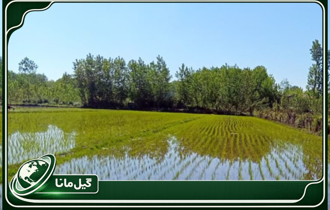 وجین ۷۰ درصد شالیزارهای گیلان؛ ۲۰۶ هزار هکتار شالیزار به روش مکانیزه کشت شد