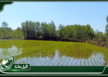 وجین ۷۰ درصد شالیزارهای گیلان؛ ۲۰۶ هزار هکتار شالیزار به روش مکانیزه کشت شد