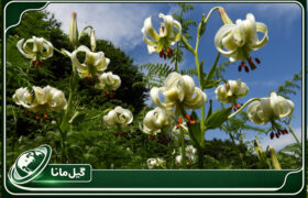 بازگشت شکوه گل افسانه‌ای ایران؛ سوسن چلچراغ در داماش شکفت