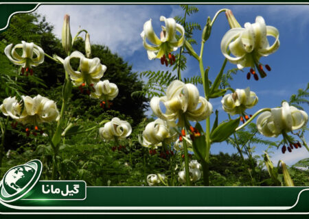 بازگشت شکوه گل افسانه‌ای ایران؛ سوسن چلچراغ در داماش شکفت