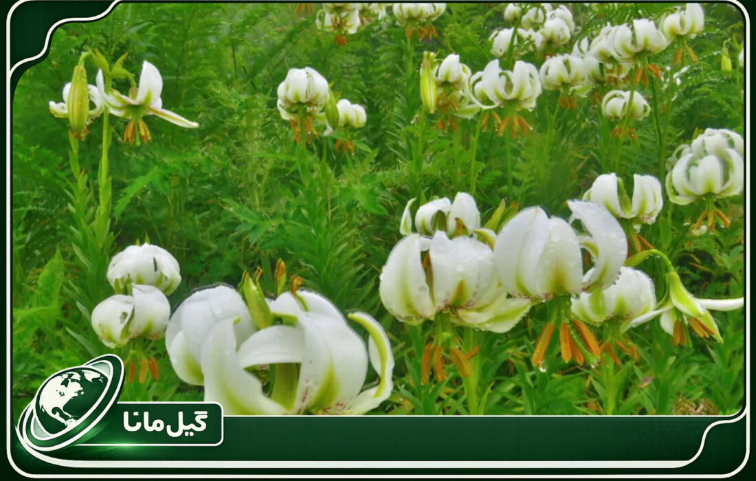 شکوفایی سوسن چلچراغ در فومن؛ جلوه‌ای از حیات دوباره طبیعت گیلان
